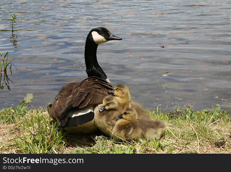 Canadian Goose Family taken near a lake. Canadian Goose Family taken near a lake.