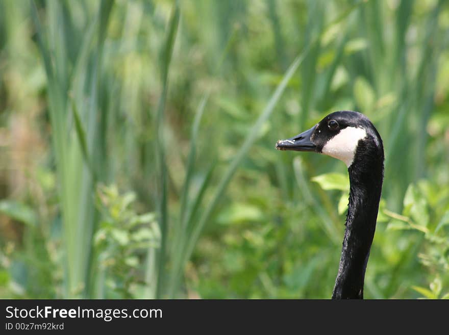 Canadian Goose taken near a lake.