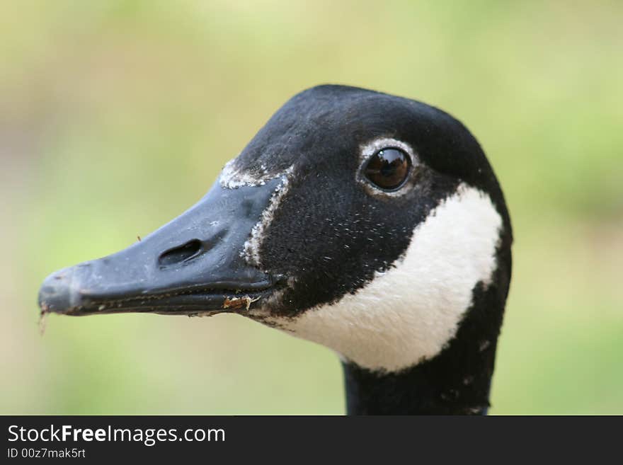 Canadian Goose taken near a lake. Canadian Goose taken near a lake.