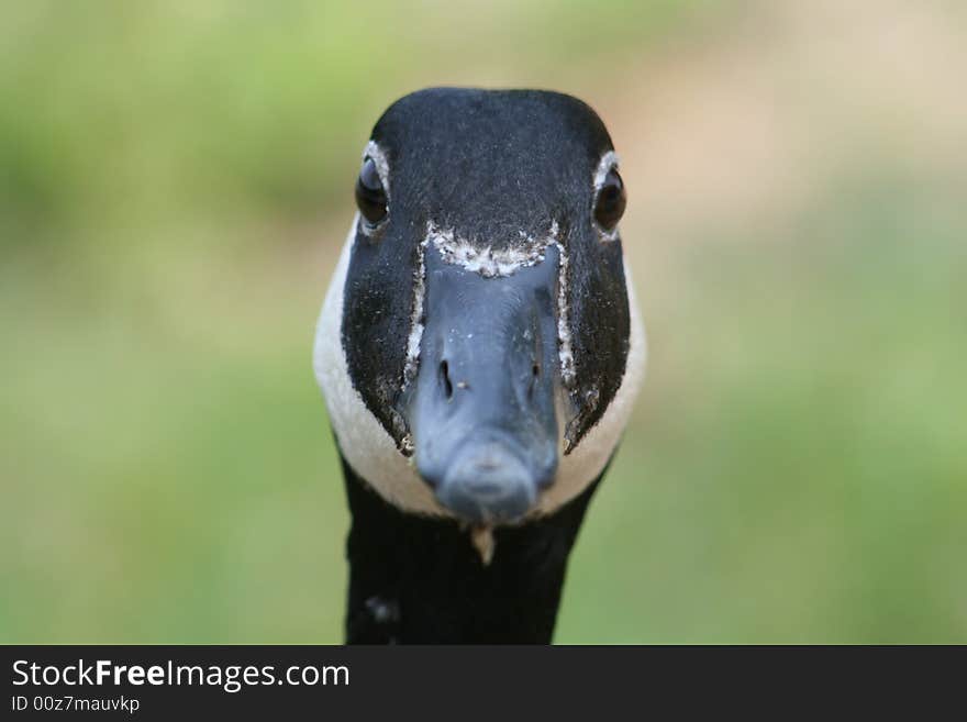 Canadian Goose Portrait