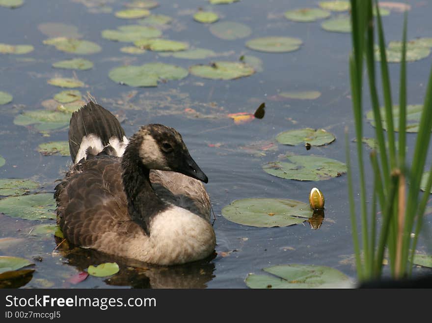 Canadian Goose