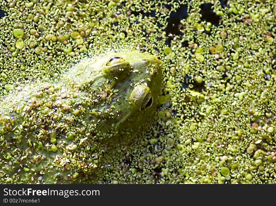 A green frog hiding in a pond. A green frog hiding in a pond