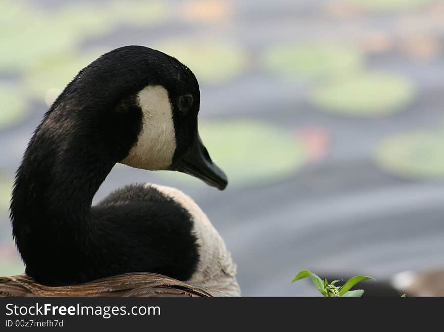 Canadian Goose taken near a lake.