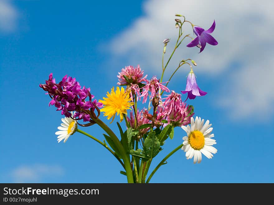 Close-up bunch of wildflowers on blue sky background