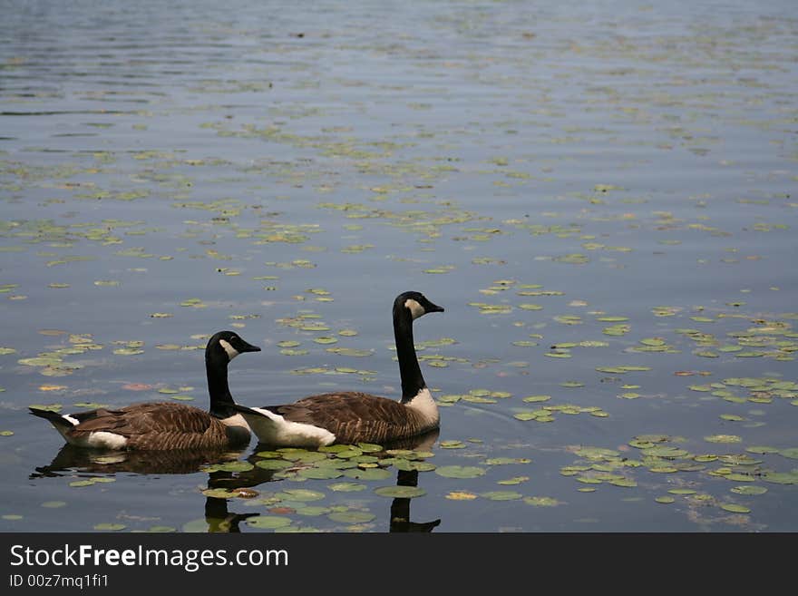 Canadian Goose Pair taken near a lake.