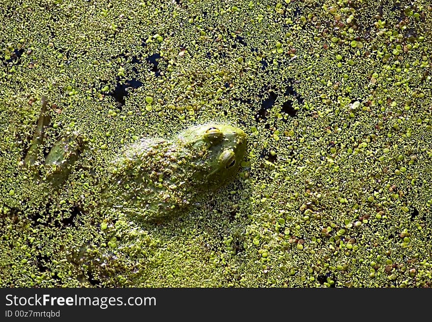 A green frog hiding in a pond. A green frog hiding in a pond