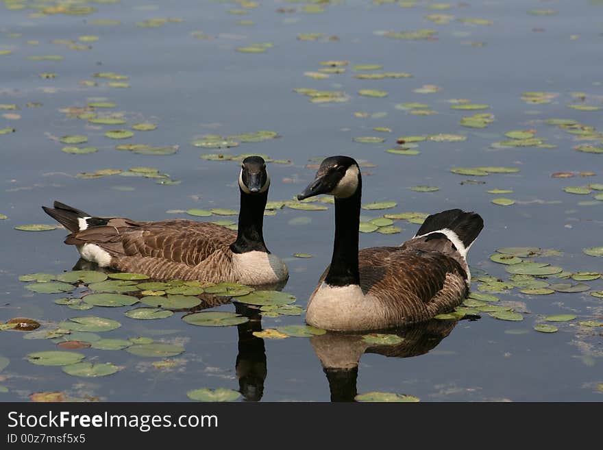 Canadian Goose Pair