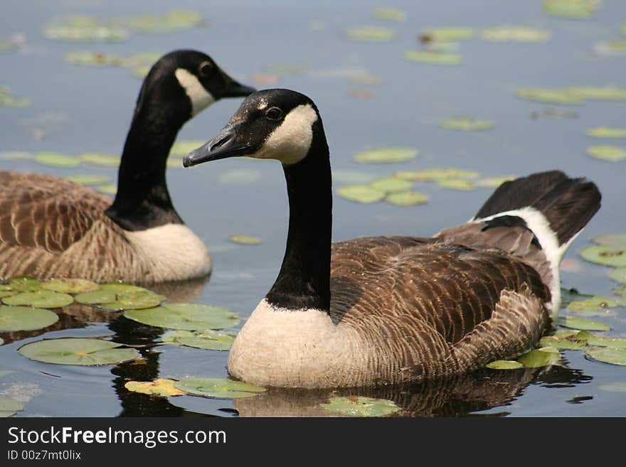 Canadian Goose Pair