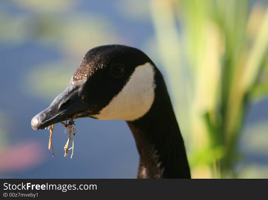 Canadian Goose taken near a lake.