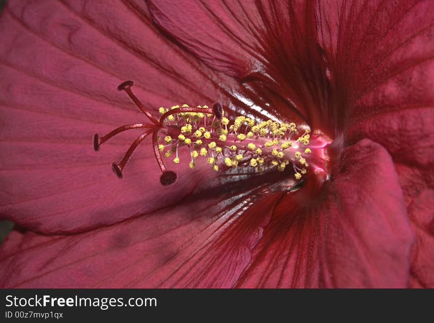 Macro image of a red Hibiscus flower with excellent depth of field demonstrating the textures and colors of the stamen, pistil, and petals.