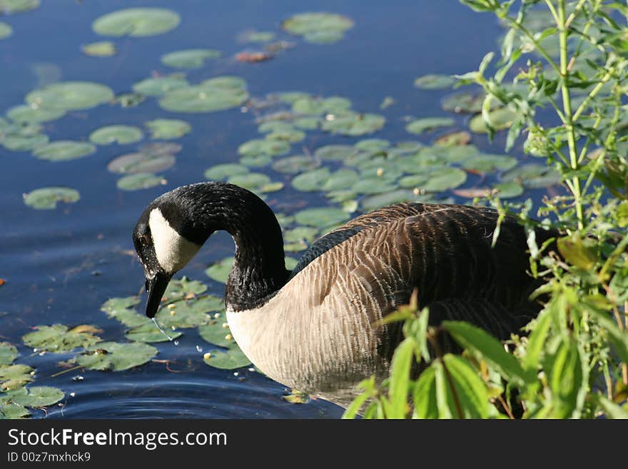 Canadian Goose taken near a lake.