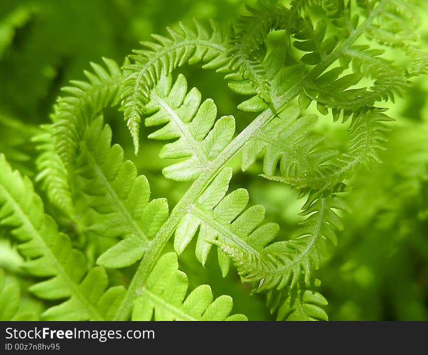 Sunlight makes a nice pattern on some brand new ferns. Sunlight makes a nice pattern on some brand new ferns.