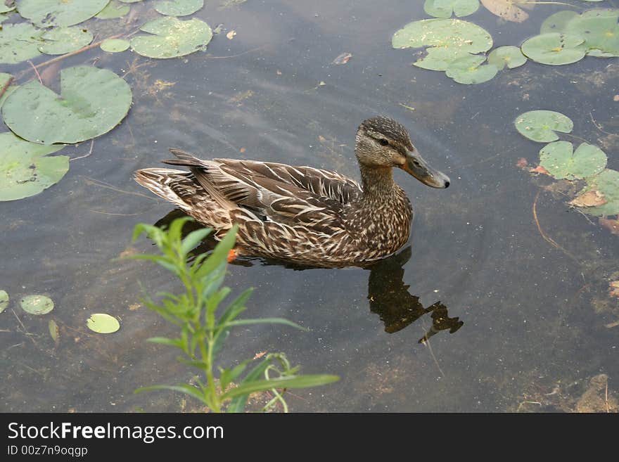 A Female Malard Duck