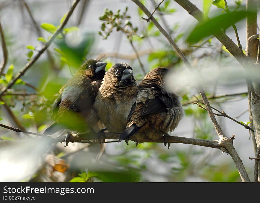 In Forest 3 Birds