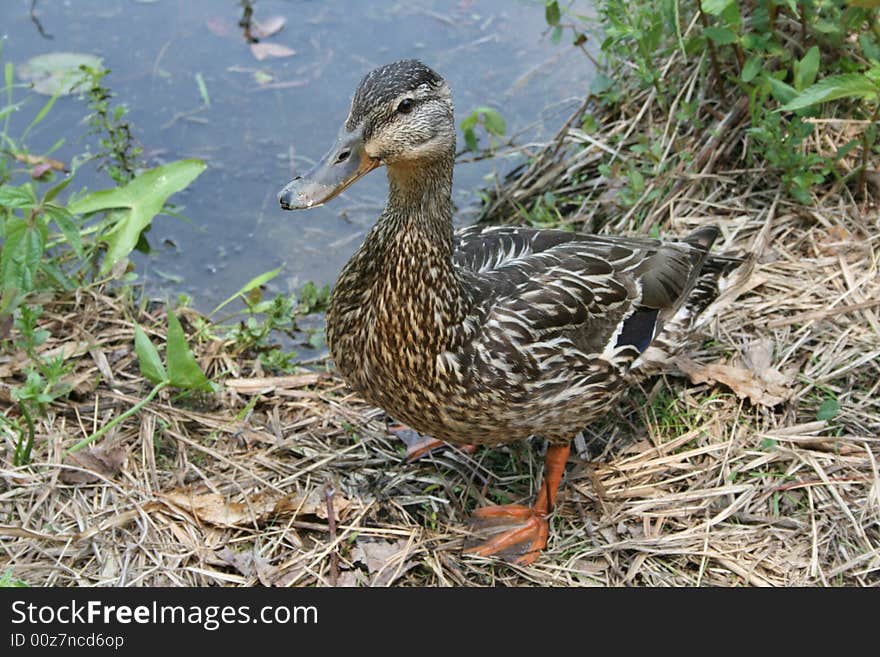 Female malard duck taken near a lake. Female malard duck taken near a lake.