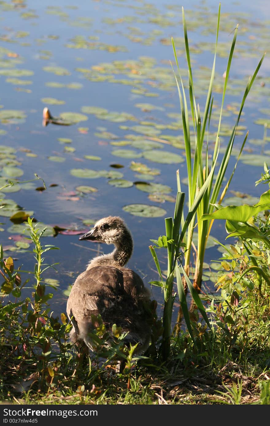 Canadian Goose taken near a lake.