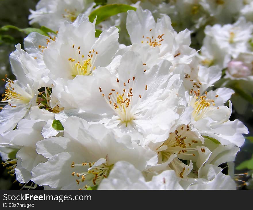 Cherry Blossoms