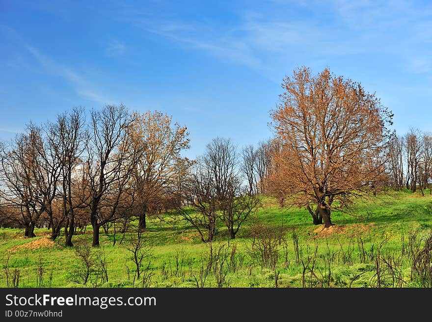 Burned trees and green grass