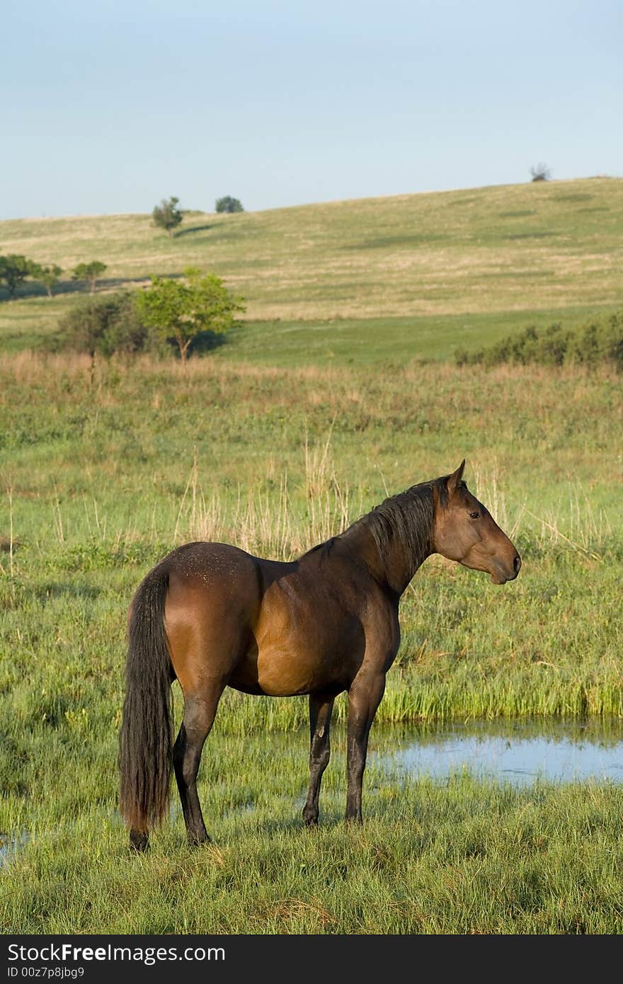 Brown quarter horse mare in green pasture by a stream. Brown quarter horse mare in green pasture by a stream