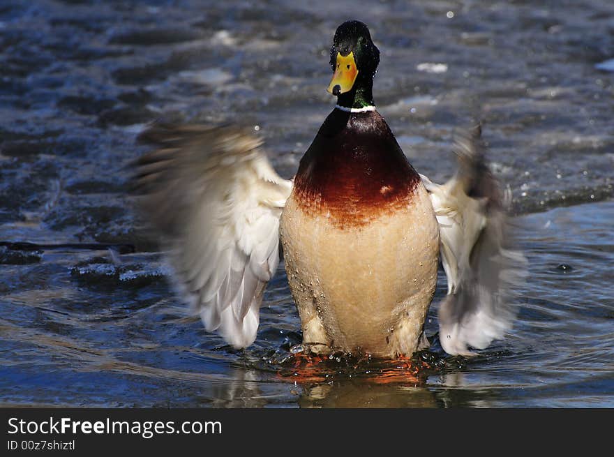 Green head duck