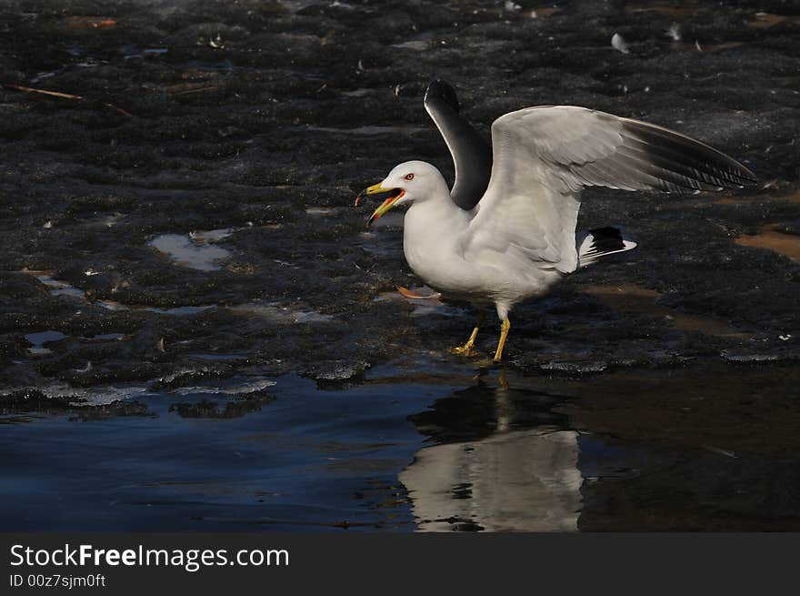 Seagull