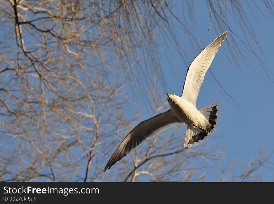 Flying Seagull