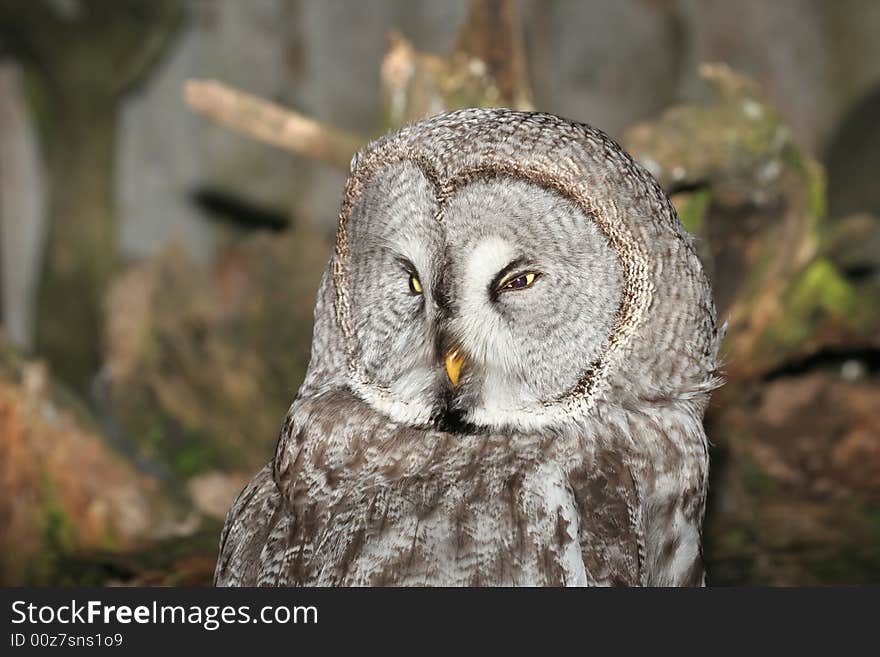 Portrait of an Grey owl. Grey background