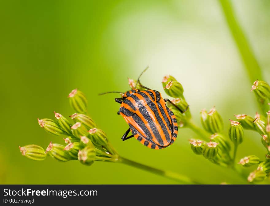 Graphosoma lineatum