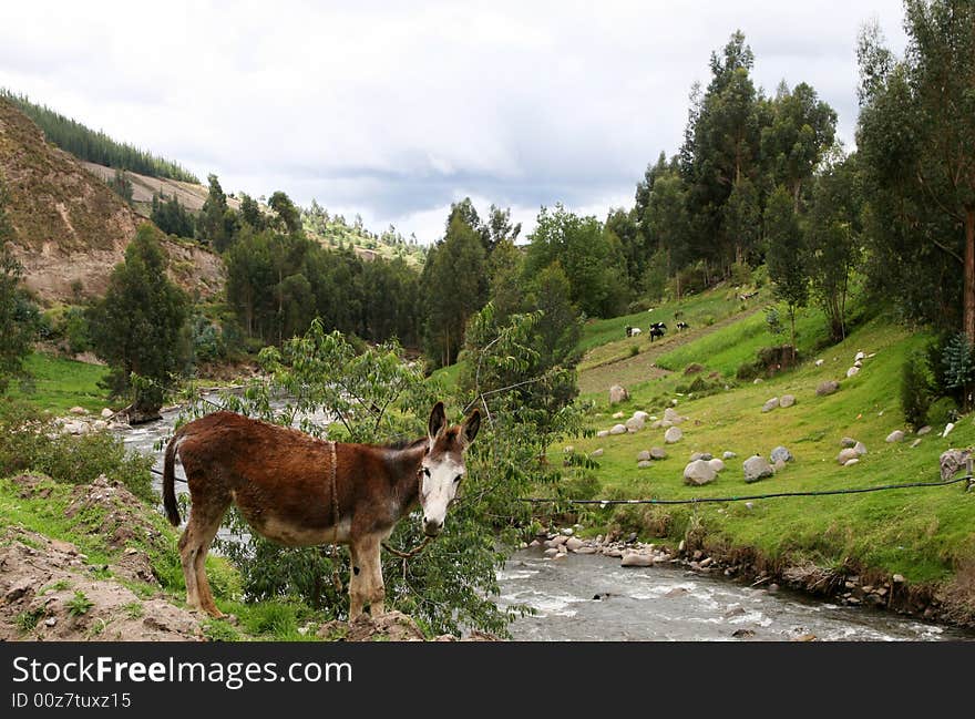 A donkey in the highlands of Ecuador rests on the side of a river. A donkey in the highlands of Ecuador rests on the side of a river