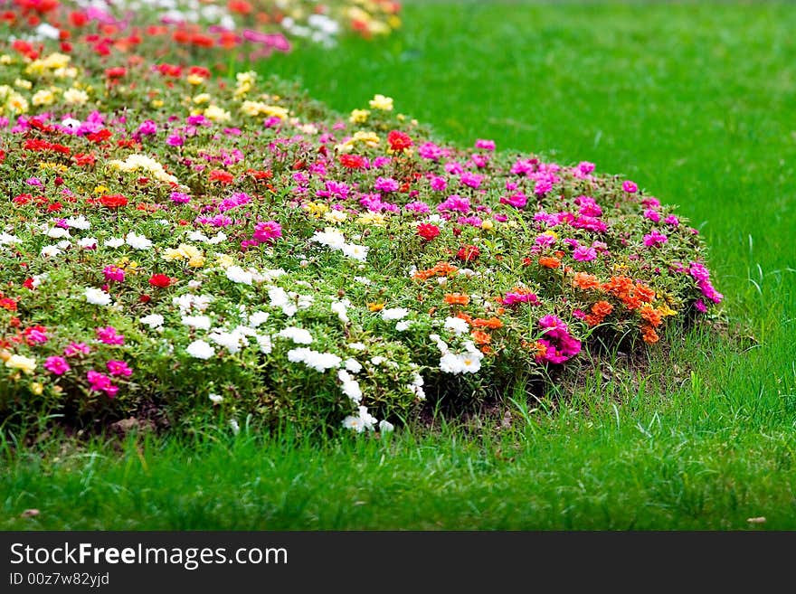 Picture of flowers with many colors