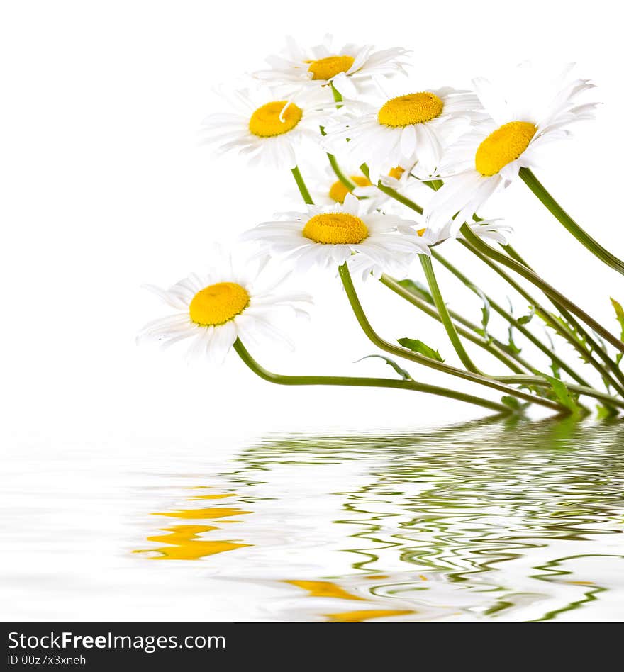 White And Yellow Daisies