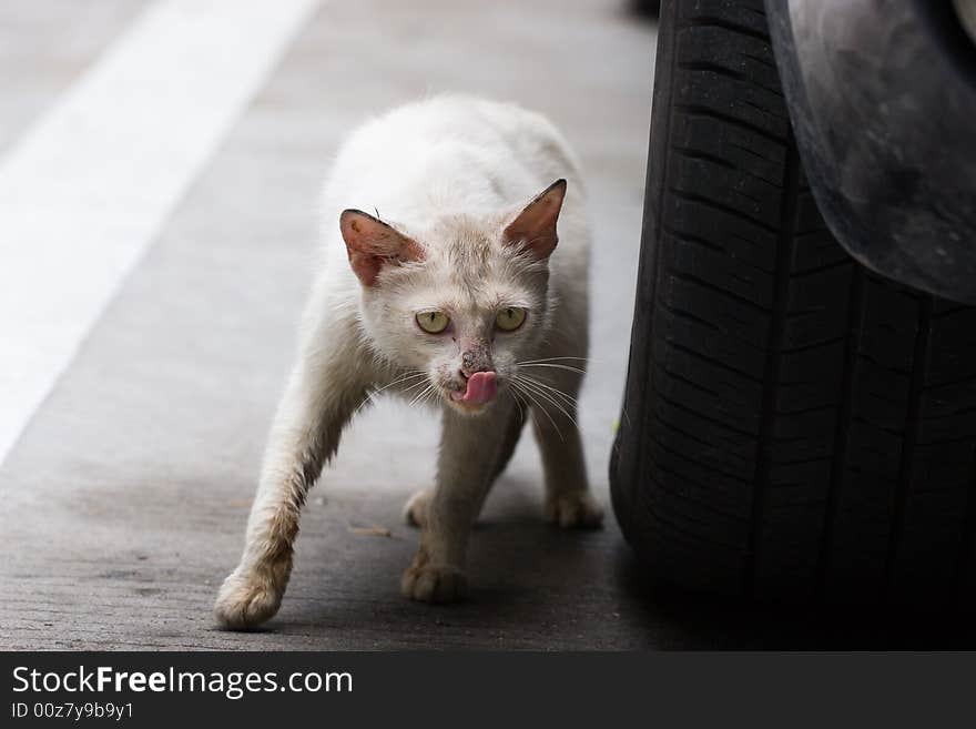 Picture of aggressive cat protecting its child