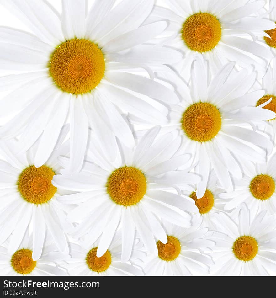 White daisies background on white