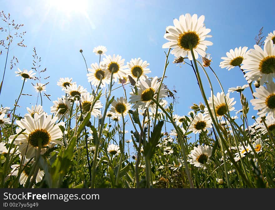 White Daisies On Blue Sky Background