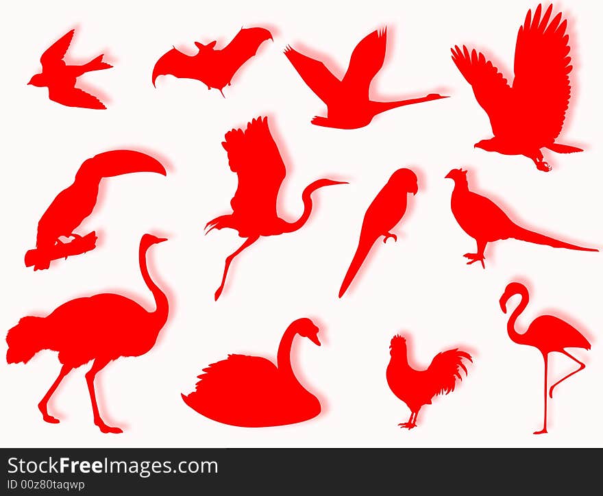 Birds silhouette to represent different species