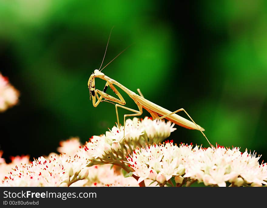 The brown mantis on flowers waitting it's food .