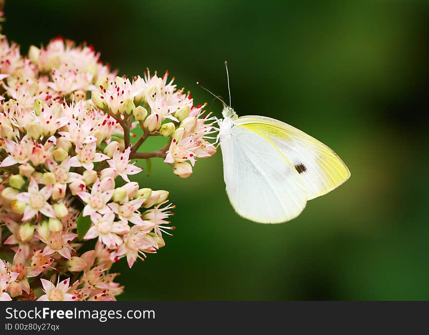 The profile shoot of white butterfly suck nectar.