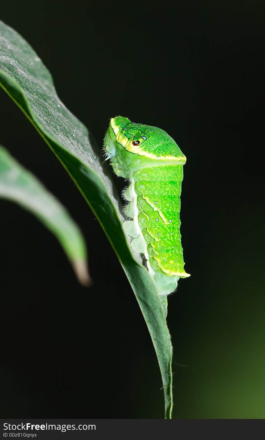 The papilio larva rest on leaf in garden.