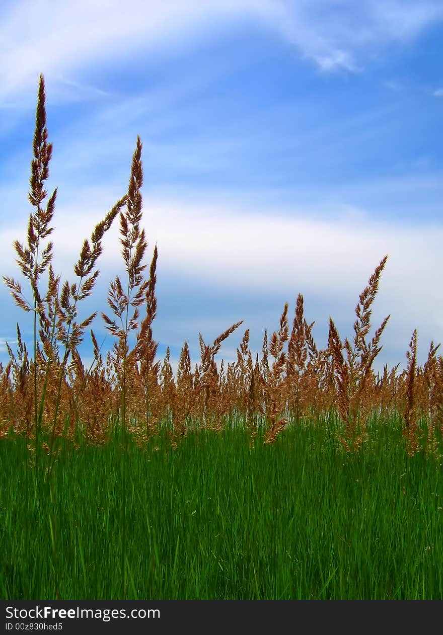 Grass and sky