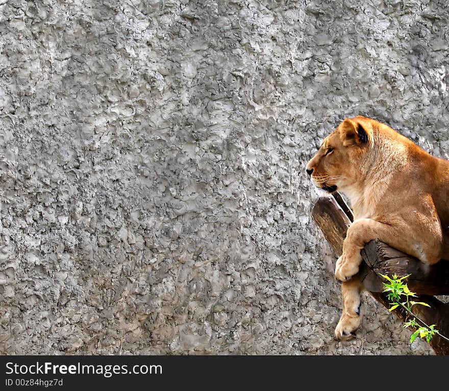 The picture of resting lioness is done in a zoo