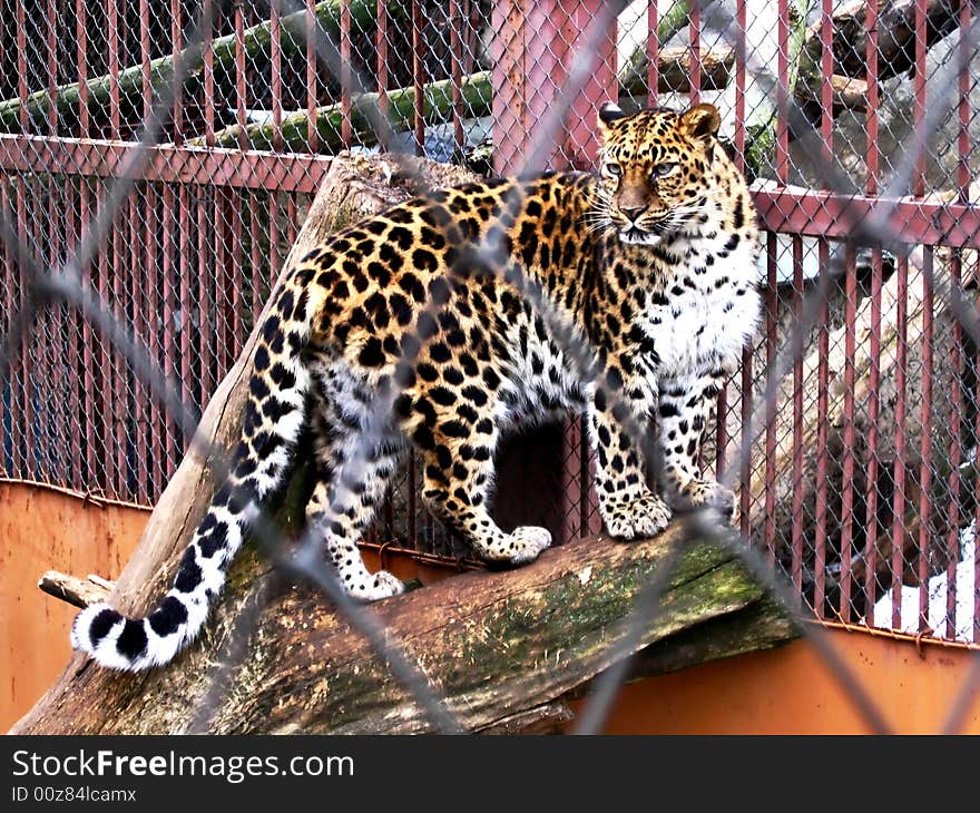 Picture of jaguar through the net of cage in a zoo. Picture of jaguar through the net of cage in a zoo