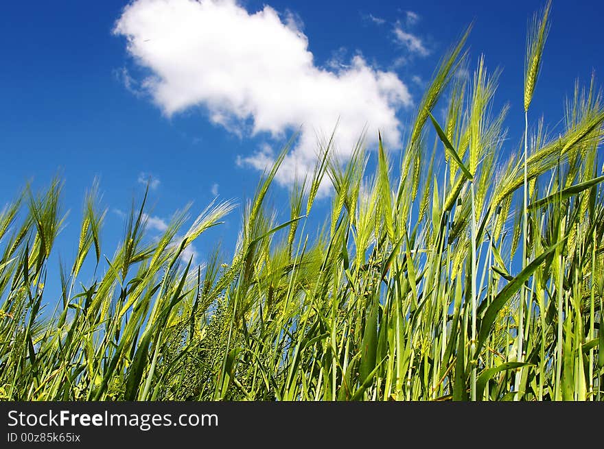 Green wheat on cloudy sky background