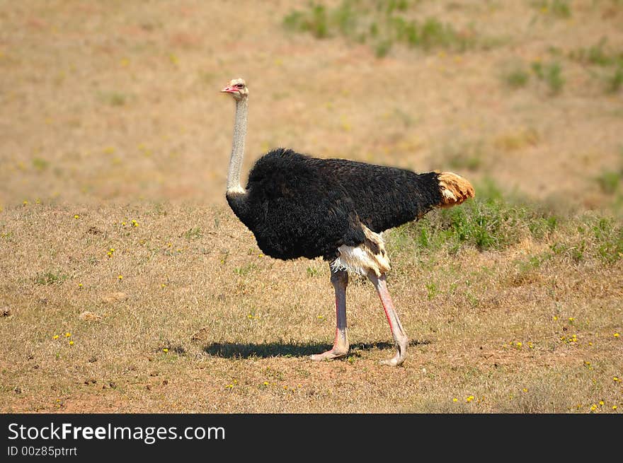 African Ostrich male during courtship (noticeable on its red legs) South Africa. African Ostrich male during courtship (noticeable on its red legs) South Africa