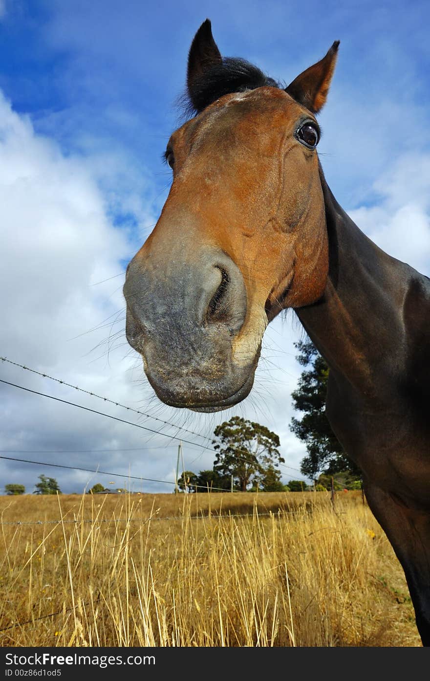 Close up of an inquisitive horse, from low viewpoint. Close up of an inquisitive horse, from low viewpoint.