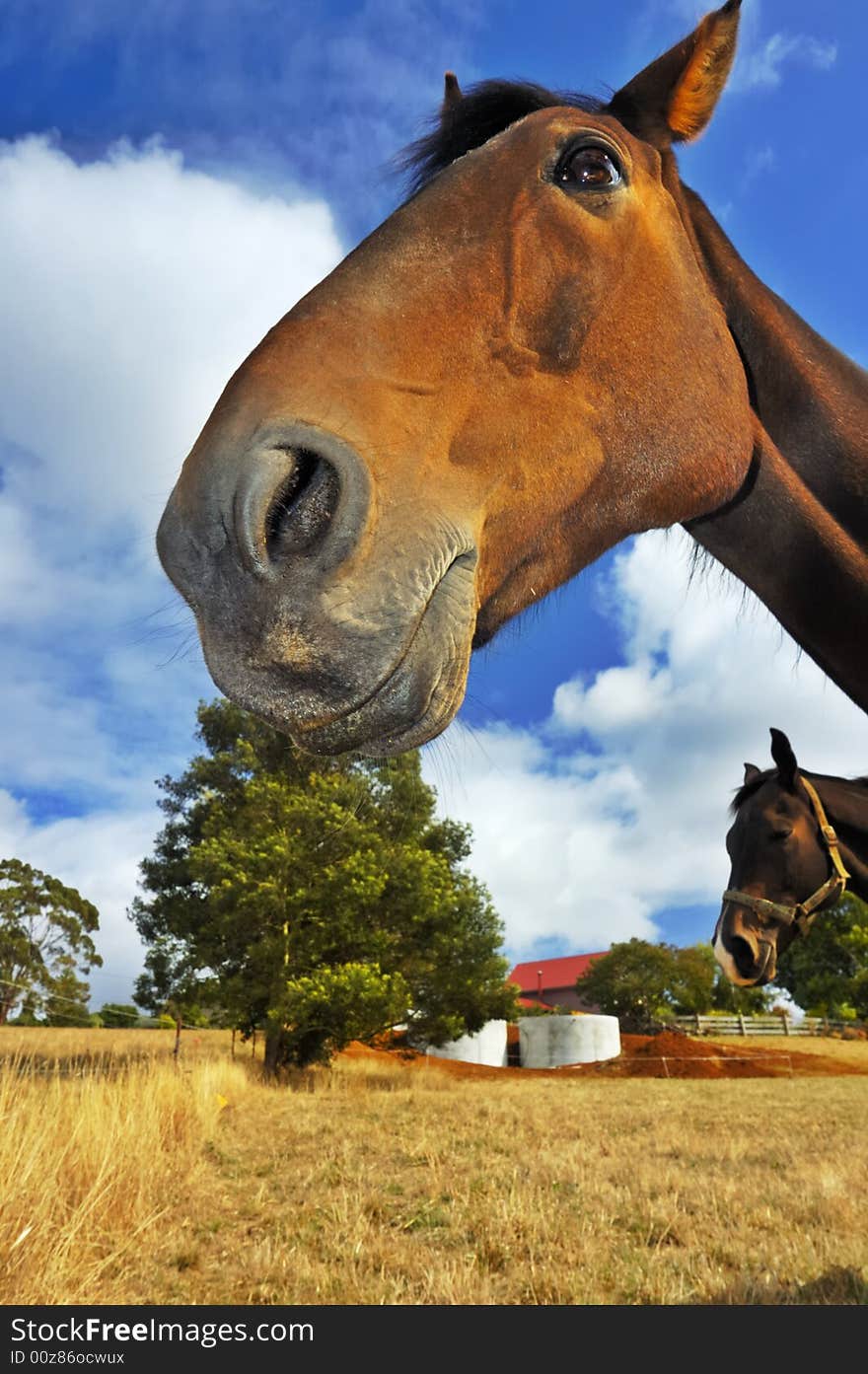 Close up of a smiling horse, from low viewpoint. Another horse looking into the picture from the right.