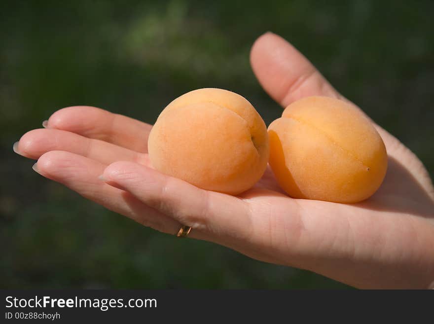 Golden Apricots On A Hand