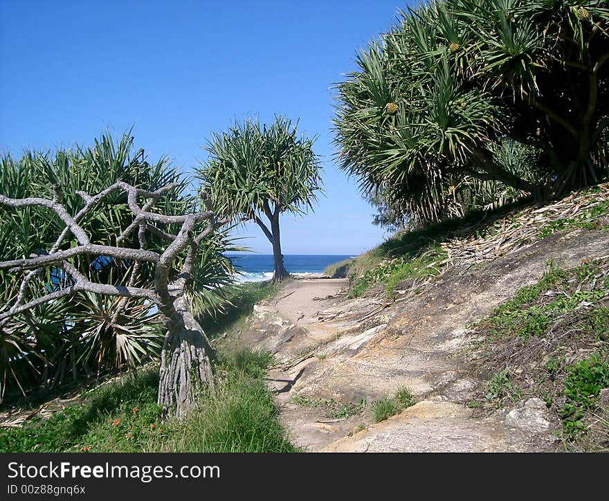 Pandanas Grove, Stradbroke Island