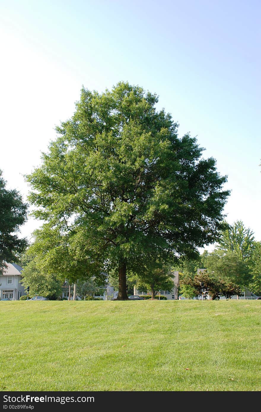 The tree at road is both a screen and a canopy from the sun. The tree at road is both a screen and a canopy from the sun.