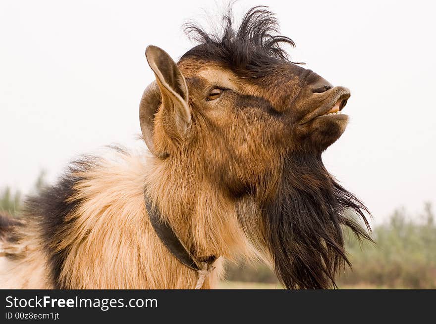 Milch goat in a farm of chinese vallage