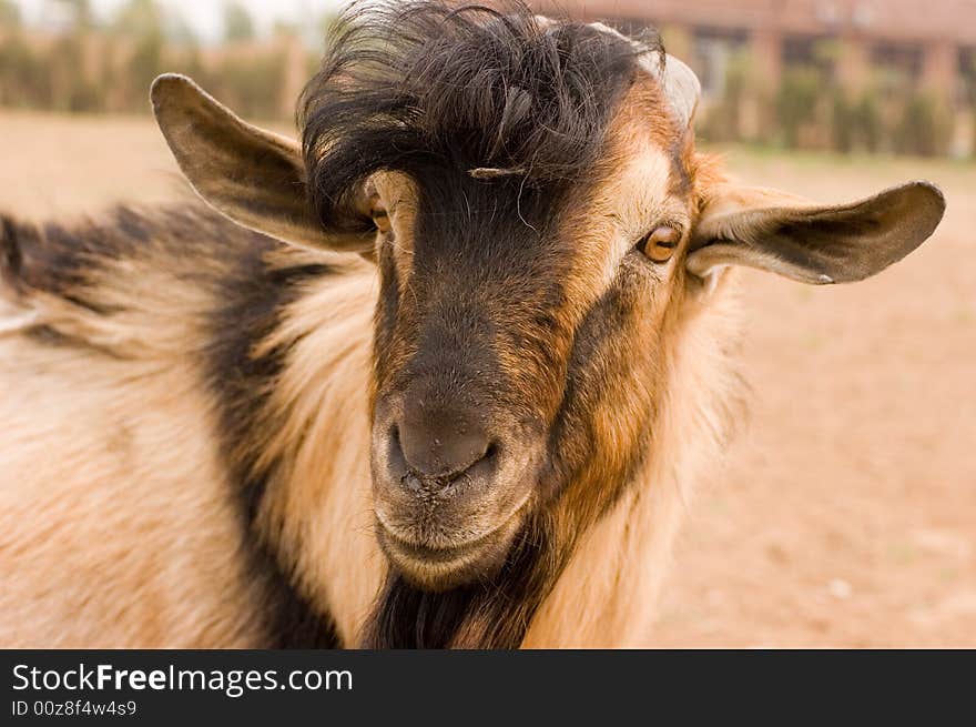 Milch goat in a farm of chinese vallage